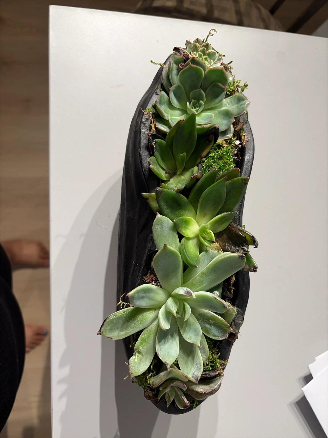 Black Ceramic Planter with Succulents