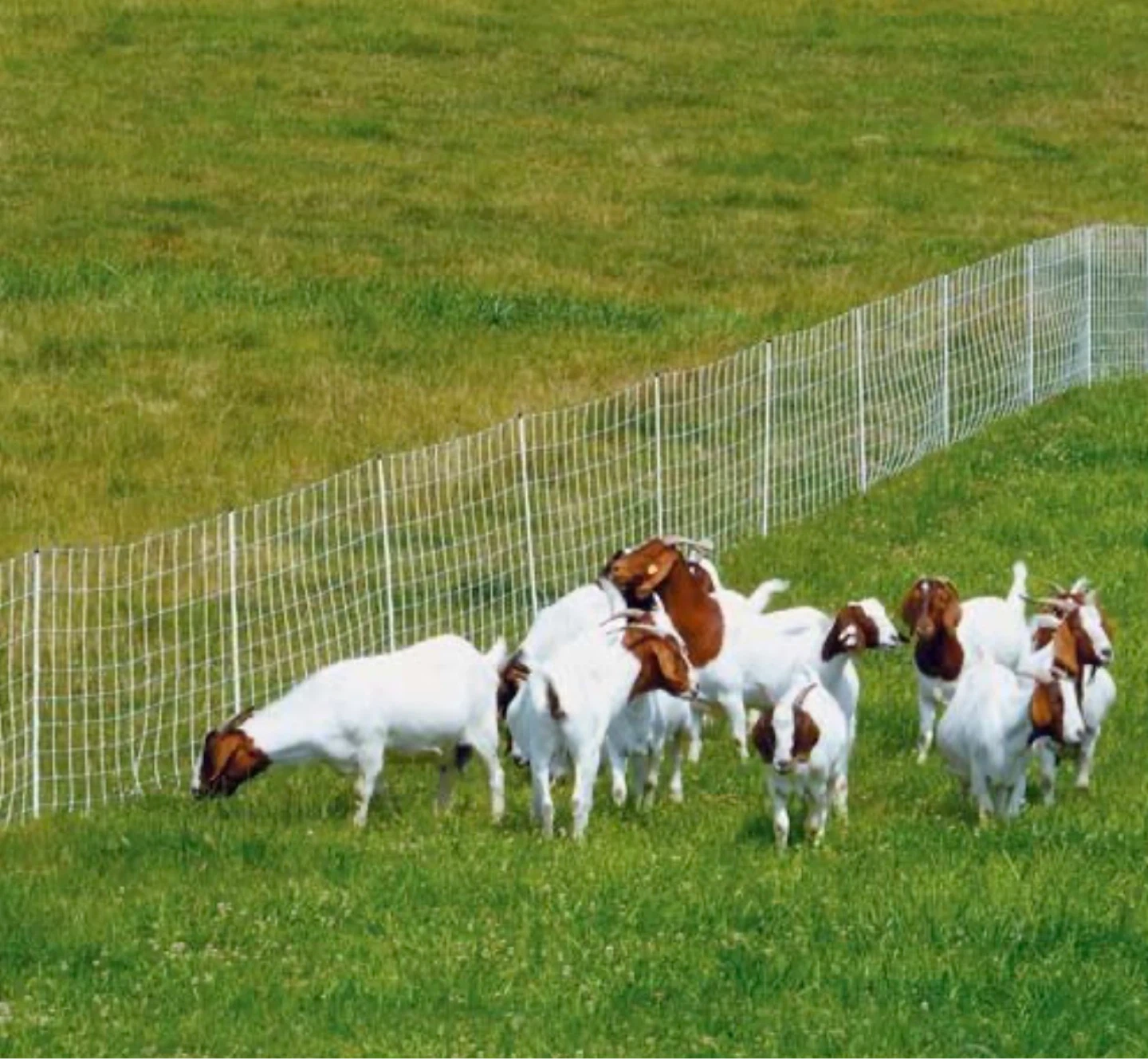 Premier 1 ElectroStop® Single Spike Fence – Sheep & Goats - photo 2