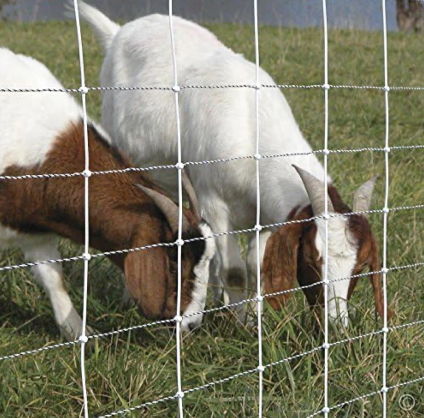 Premier 1 ElectroStop® Single Spike Fence – Sheep & Goats