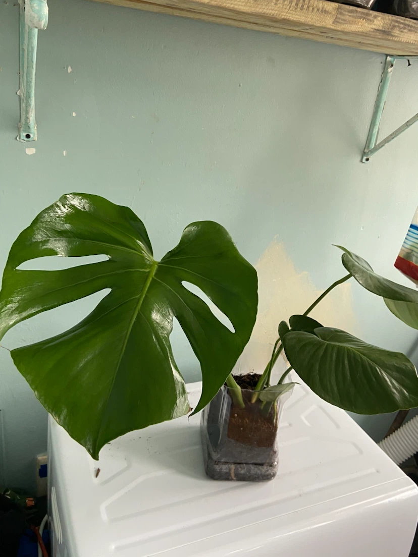 Monstera Deliciosa Plant