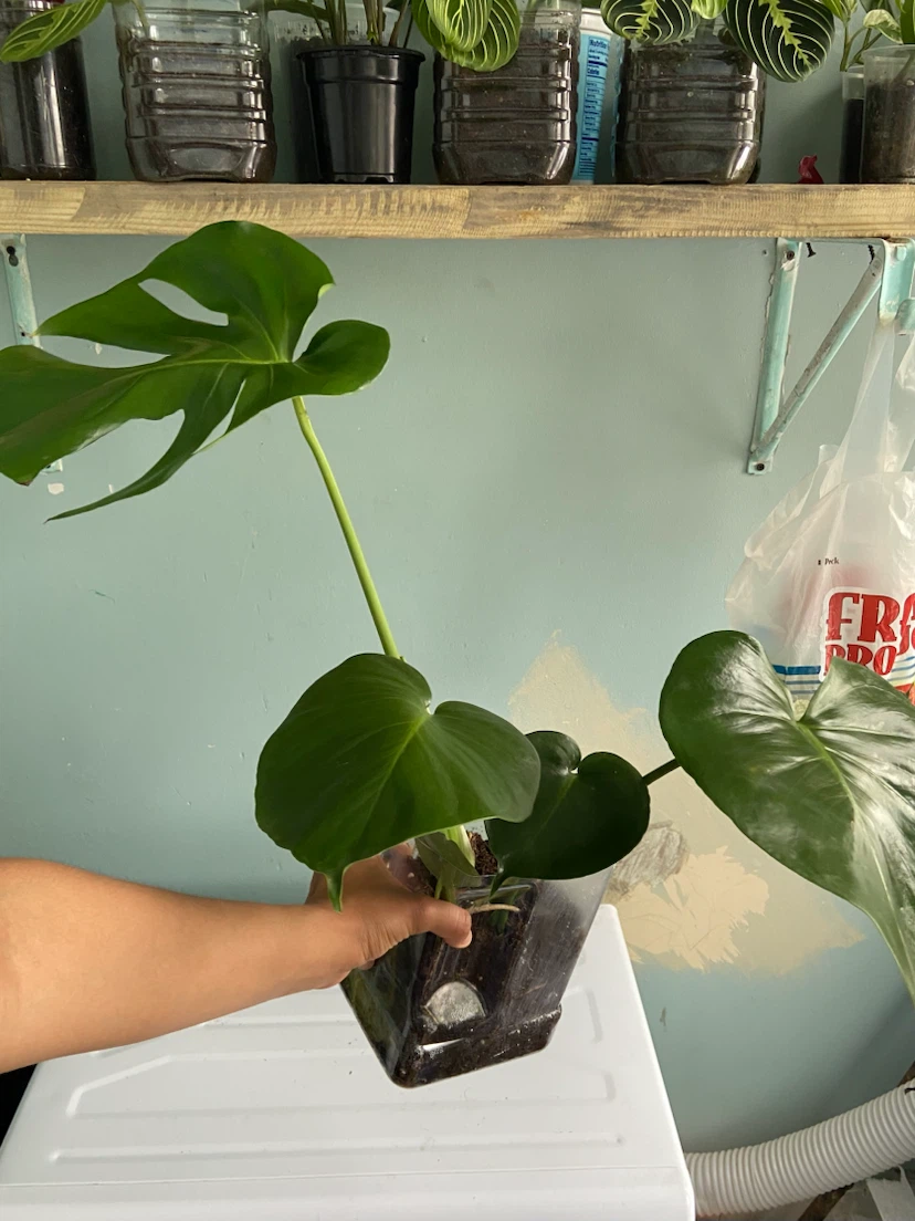 Monstera Deliciosa Plant - photo 2