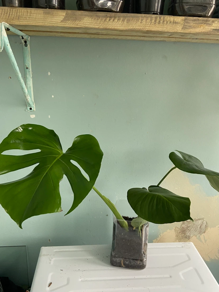 Monstera Deliciosa Plant - photo 3