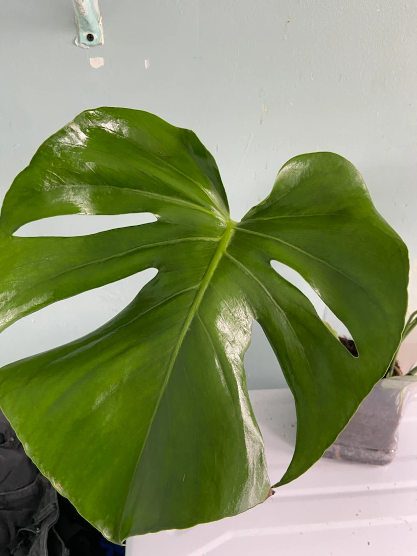 Monstera Deliciosa Plant - photo 4