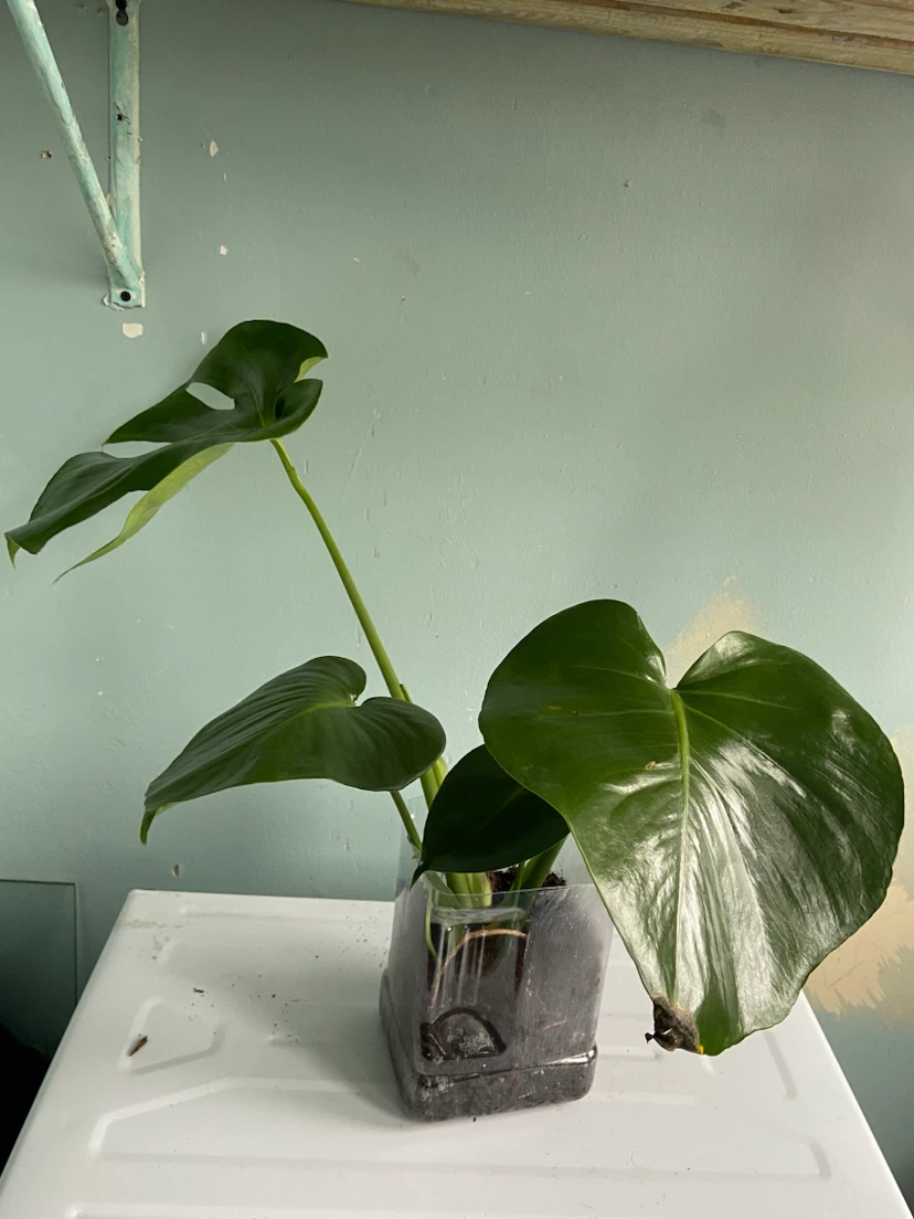 Monstera Deliciosa Plant - photo 5