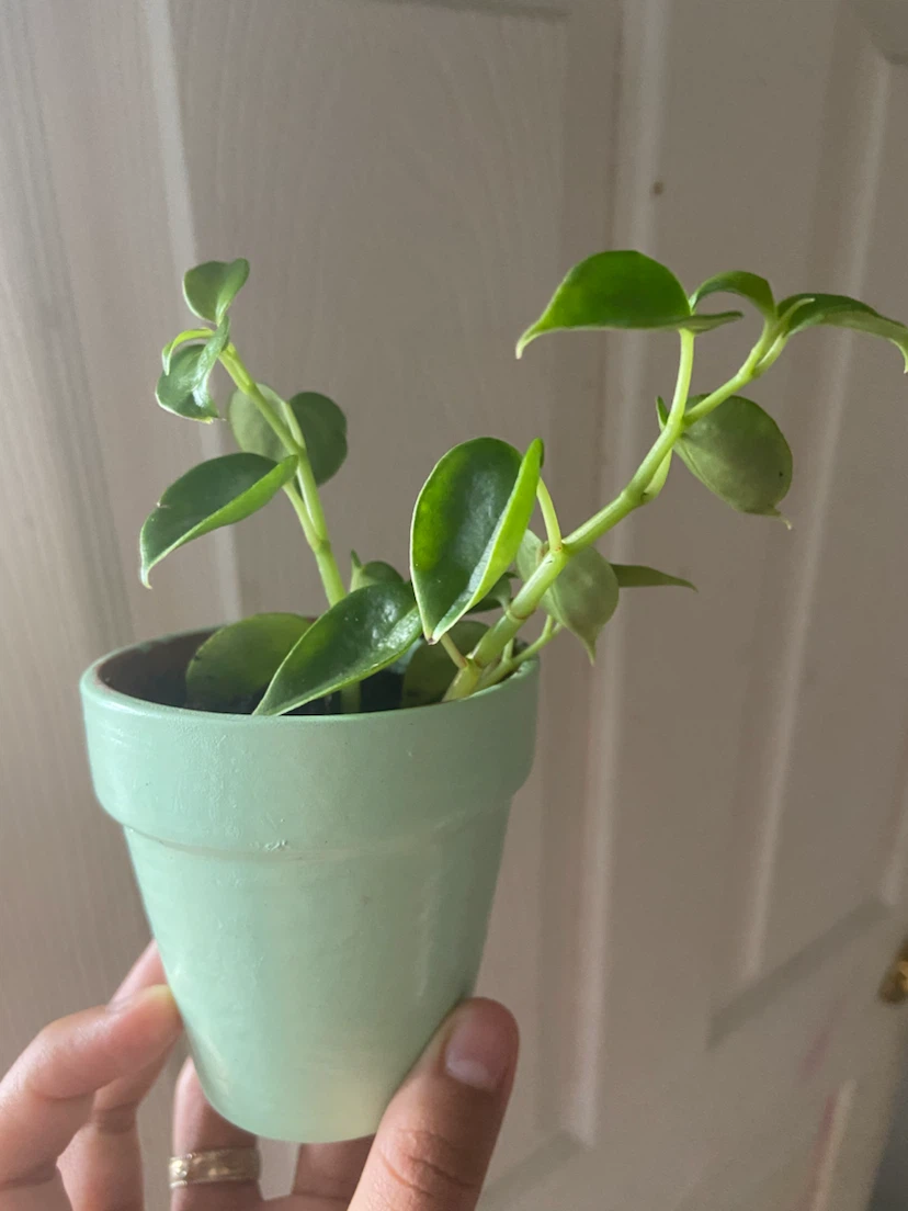 Small Peperomia Plant in Green Pot