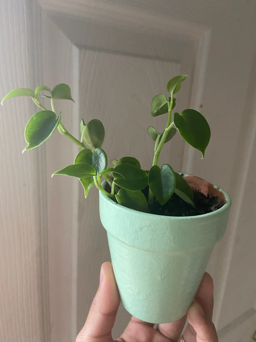 Small Peperomia Plant in Green Pot - photo 2