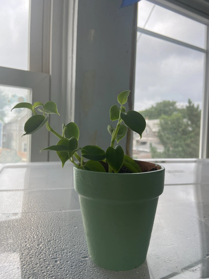 Small Peperomia Plant in Green Pot - photo 3