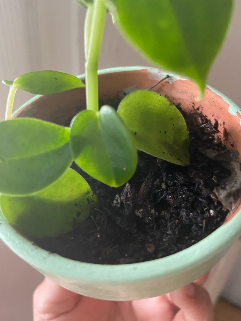 Small Peperomia Plant in Green Pot - photo 4