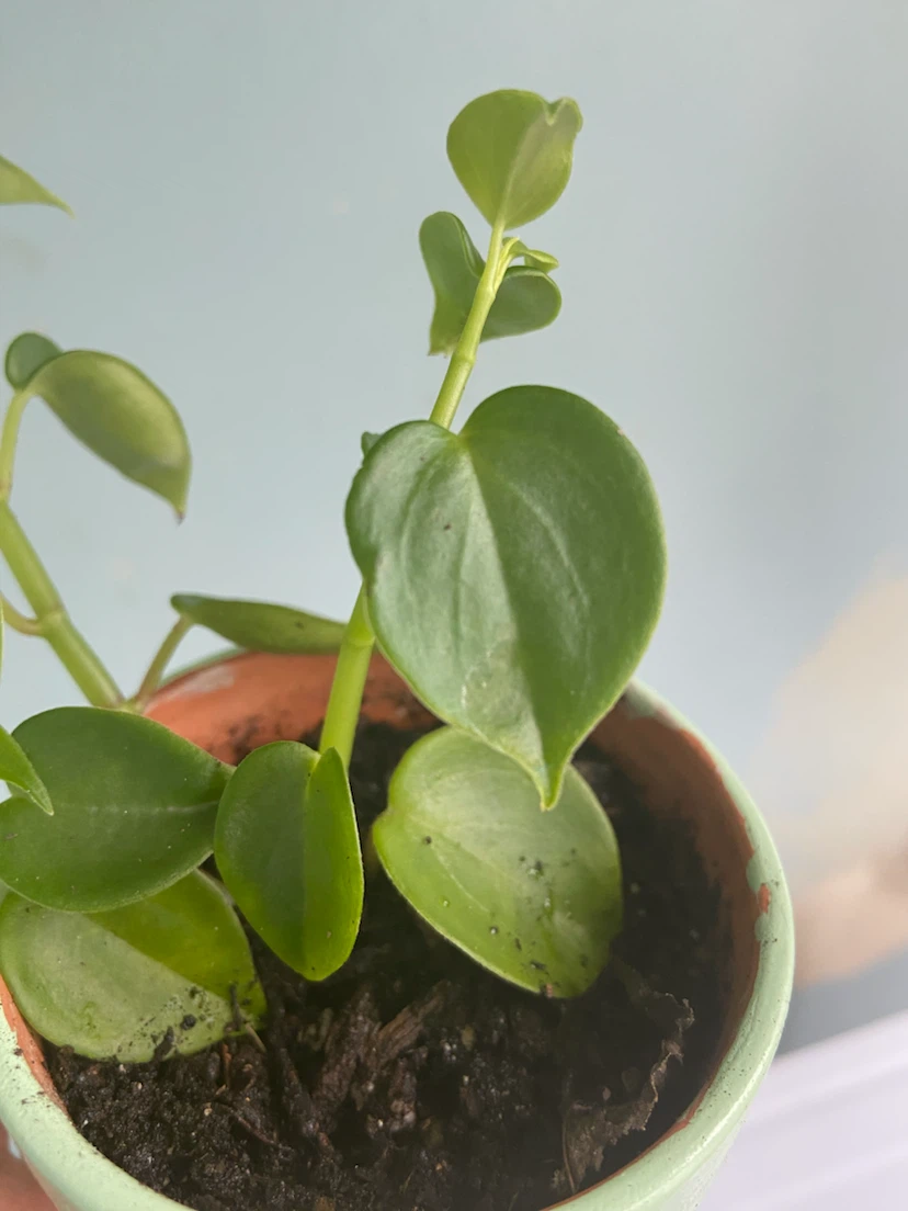 Small Peperomia Plant in Green Pot - photo 5