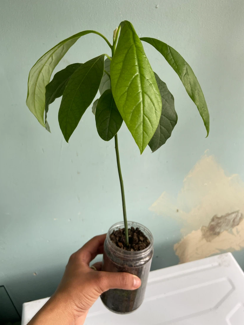 Avocado tree