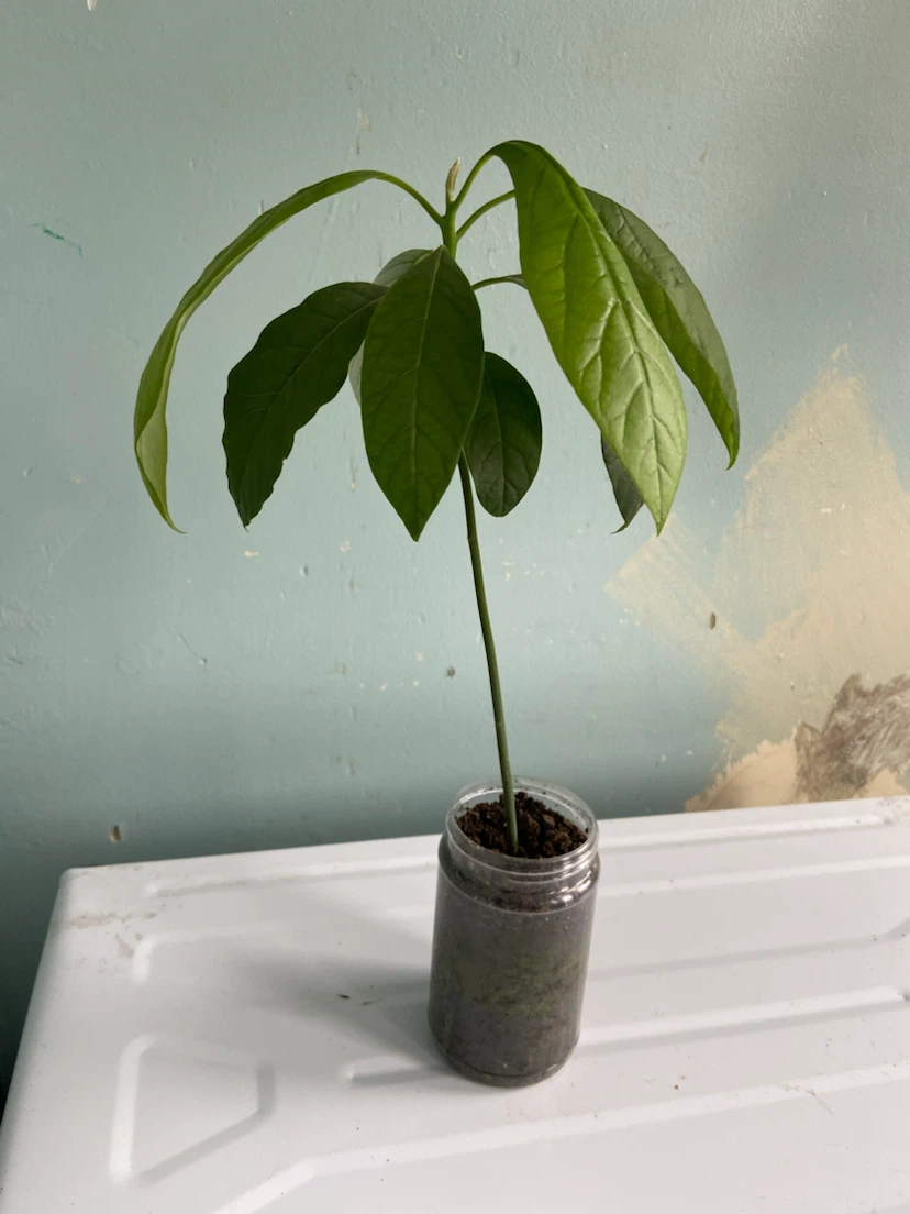Avocado tree - photo 2