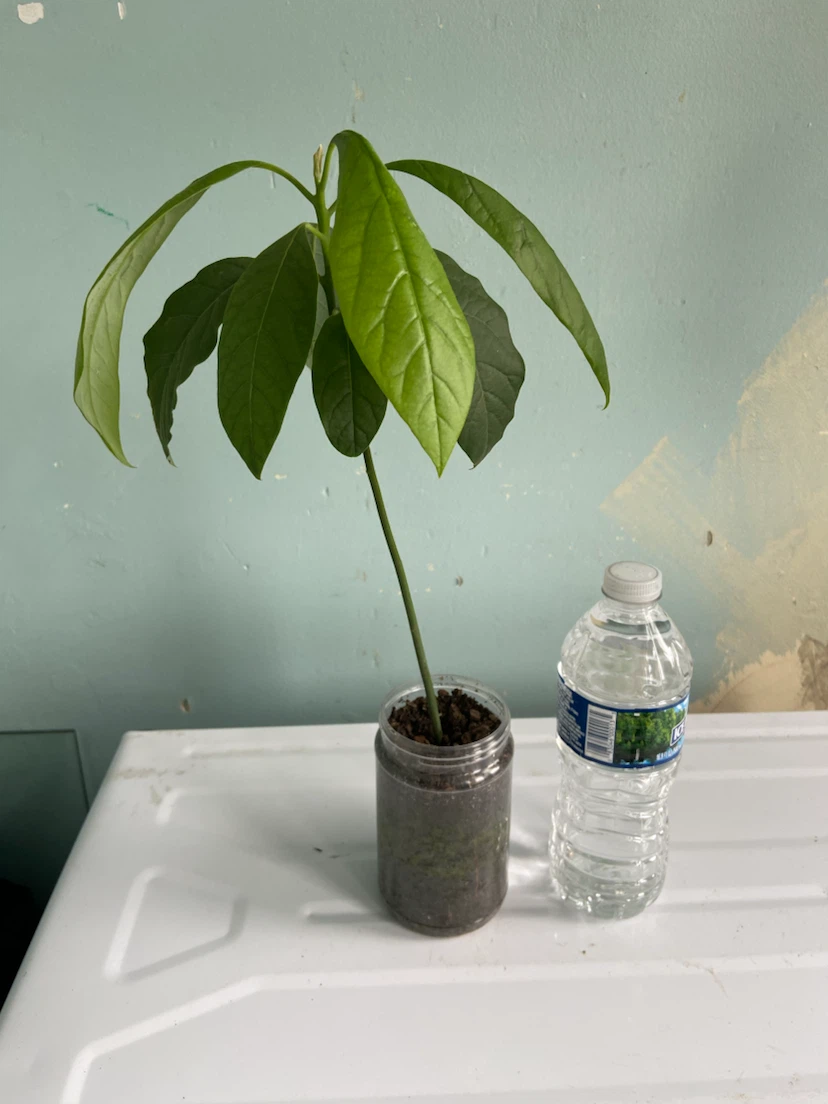 Avocado tree - photo 3