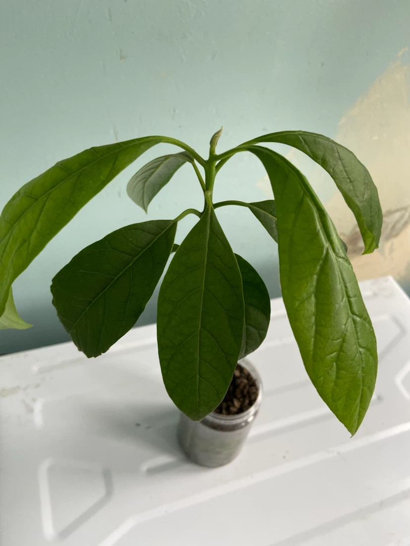 Avocado tree - photo 4