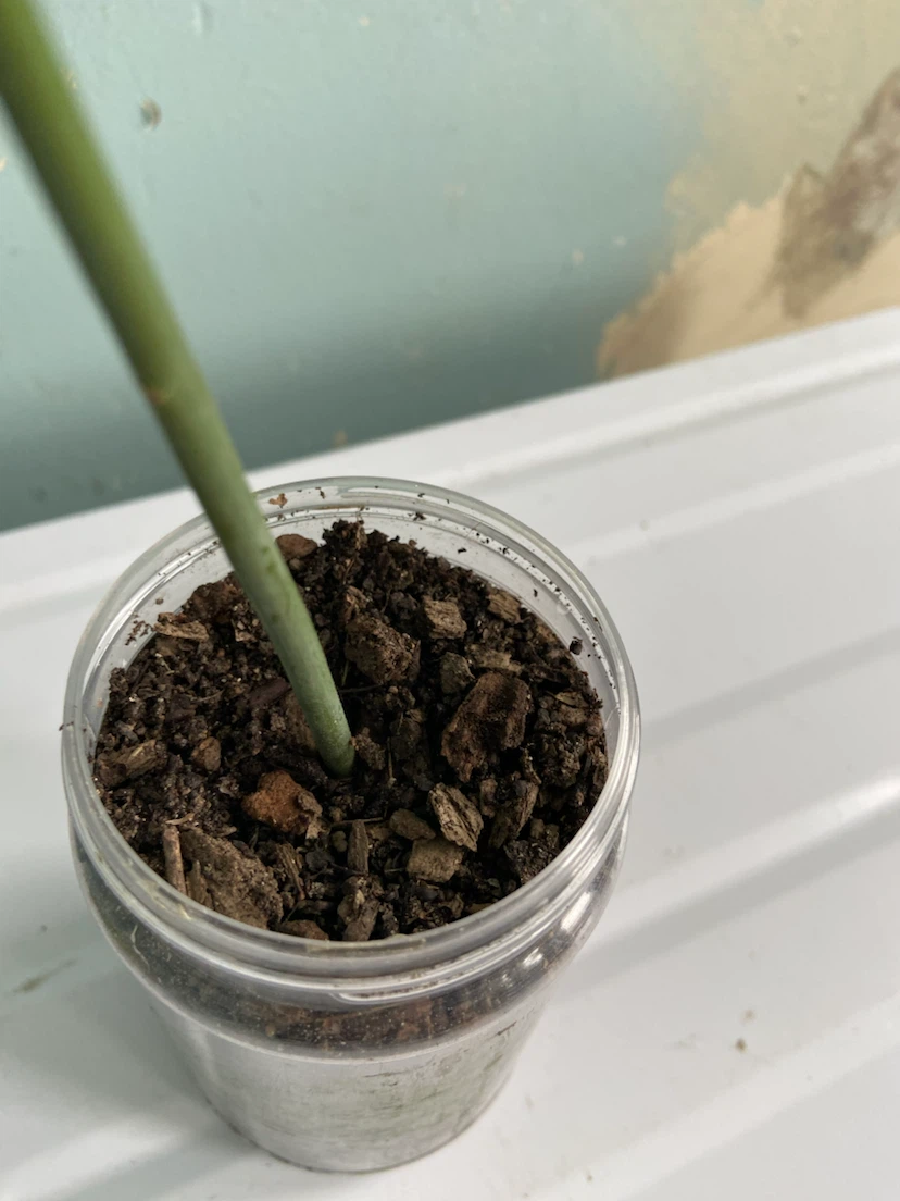 Avocado tree - photo 5