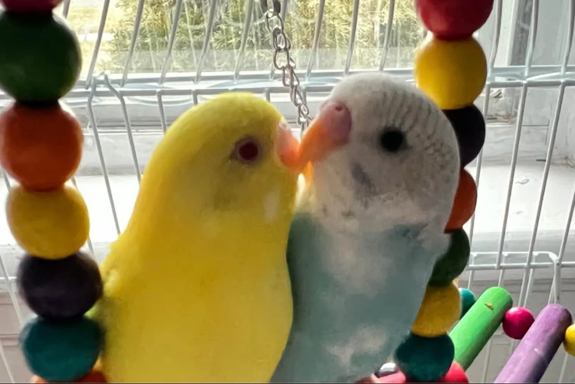 Two Budgies for Sale