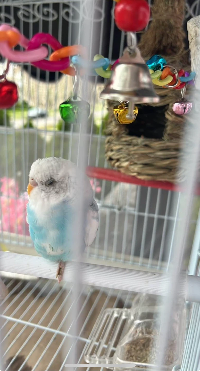 Two Budgies for Sale - photo 2