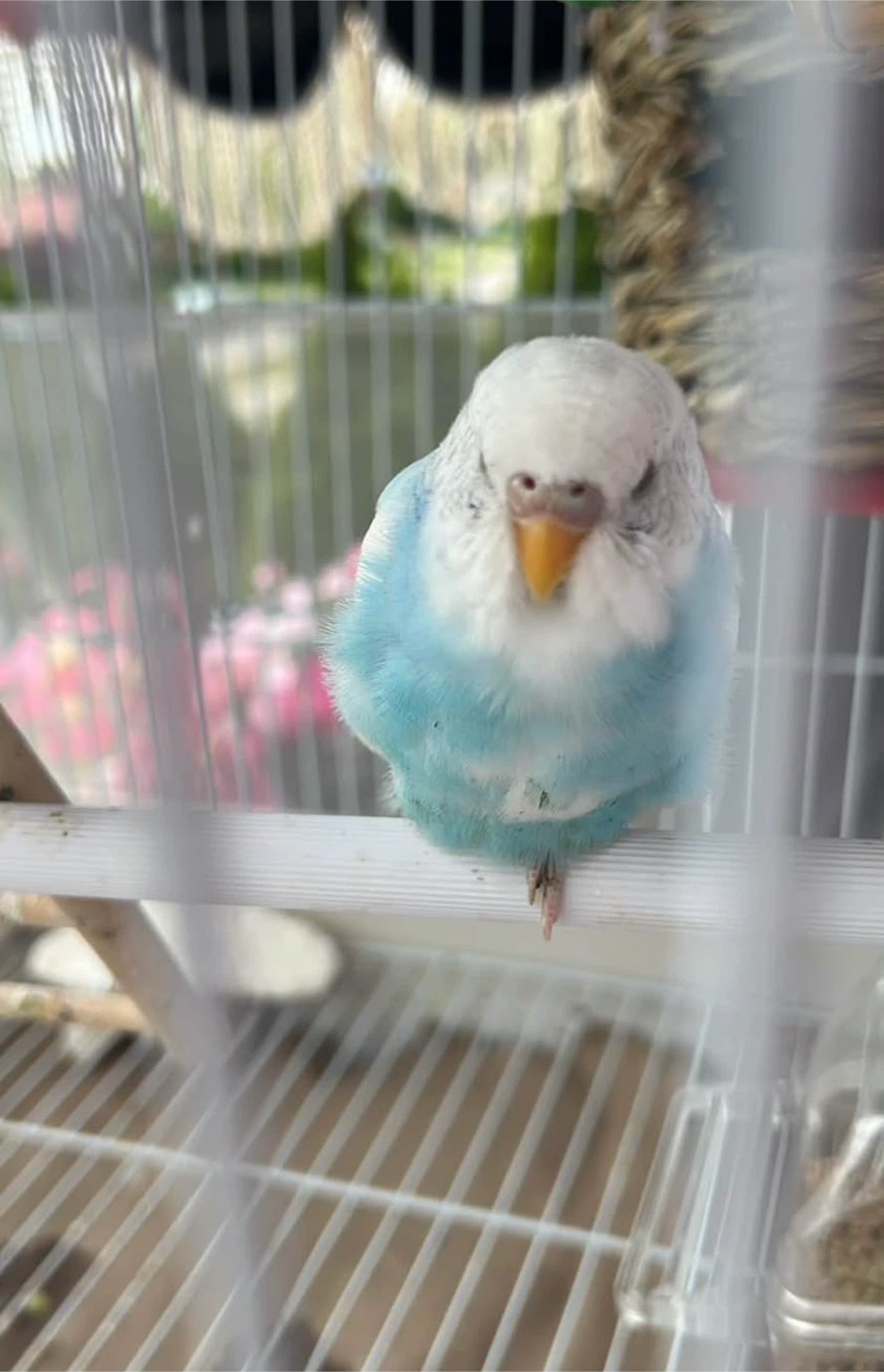 Two Budgies for Sale - photo 3