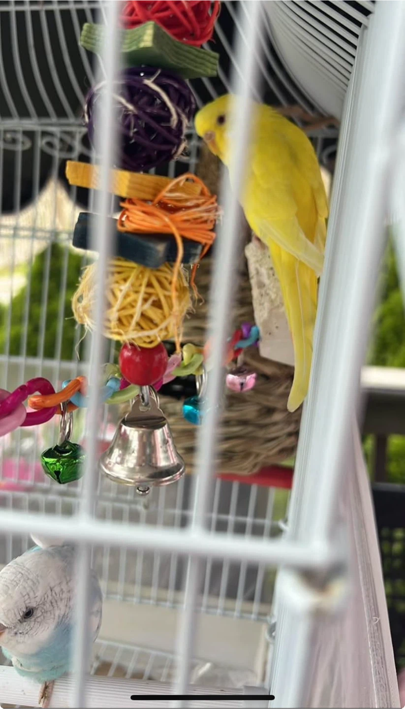 Two Budgies for Sale - photo 4
