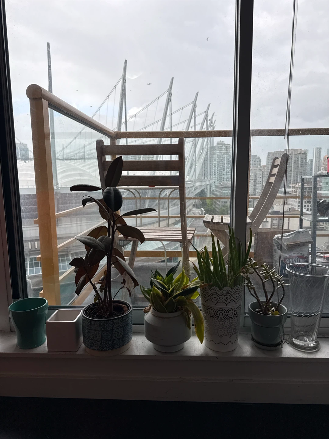 Mixed Houseplants in Decorative Pots