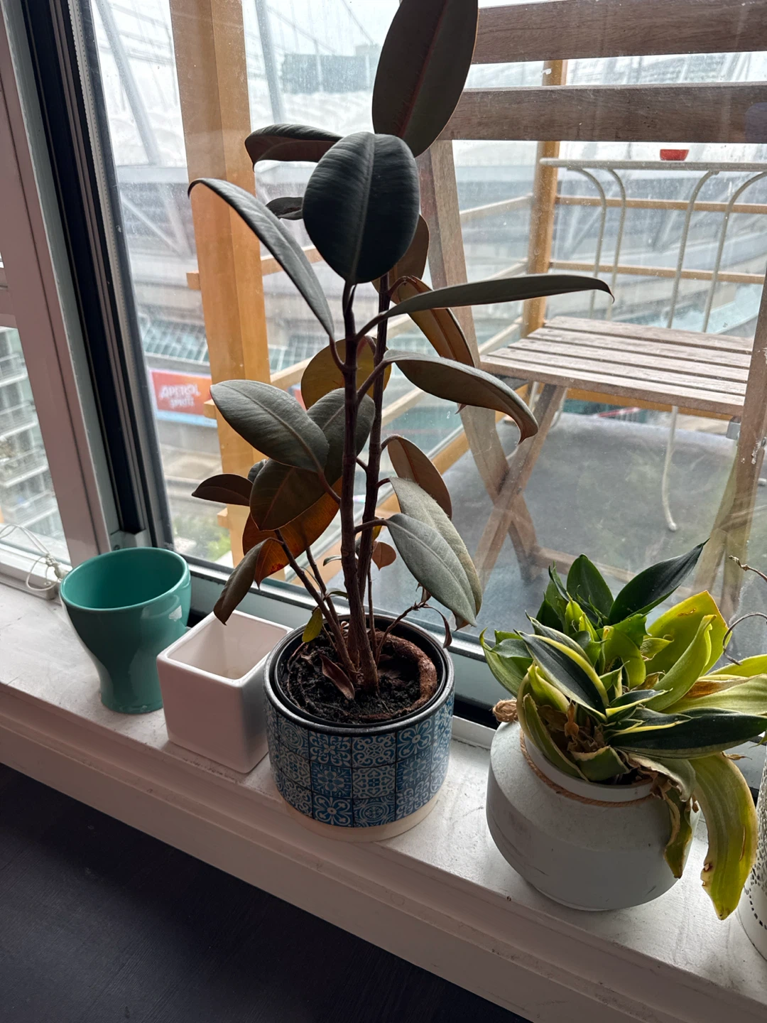 Mixed Houseplants in Decorative Pots - photo 2