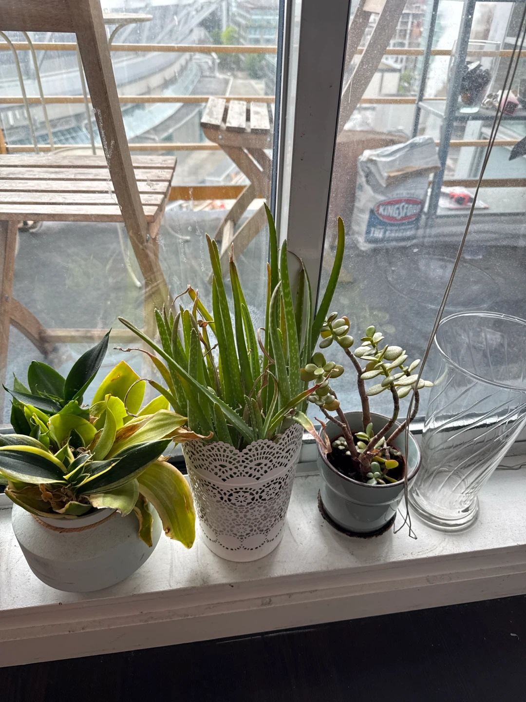 Mixed Houseplants in Decorative Pots - photo 3