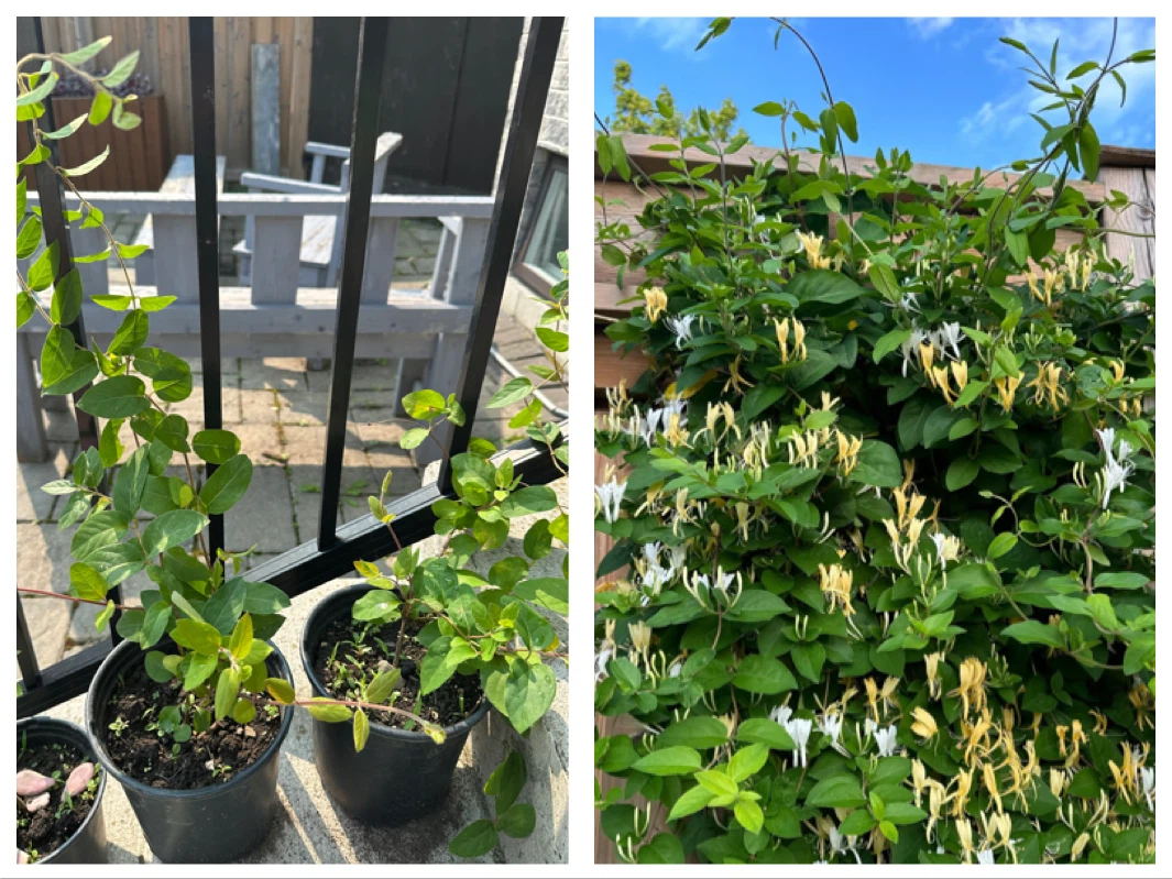 Honeysuckle plants in pots