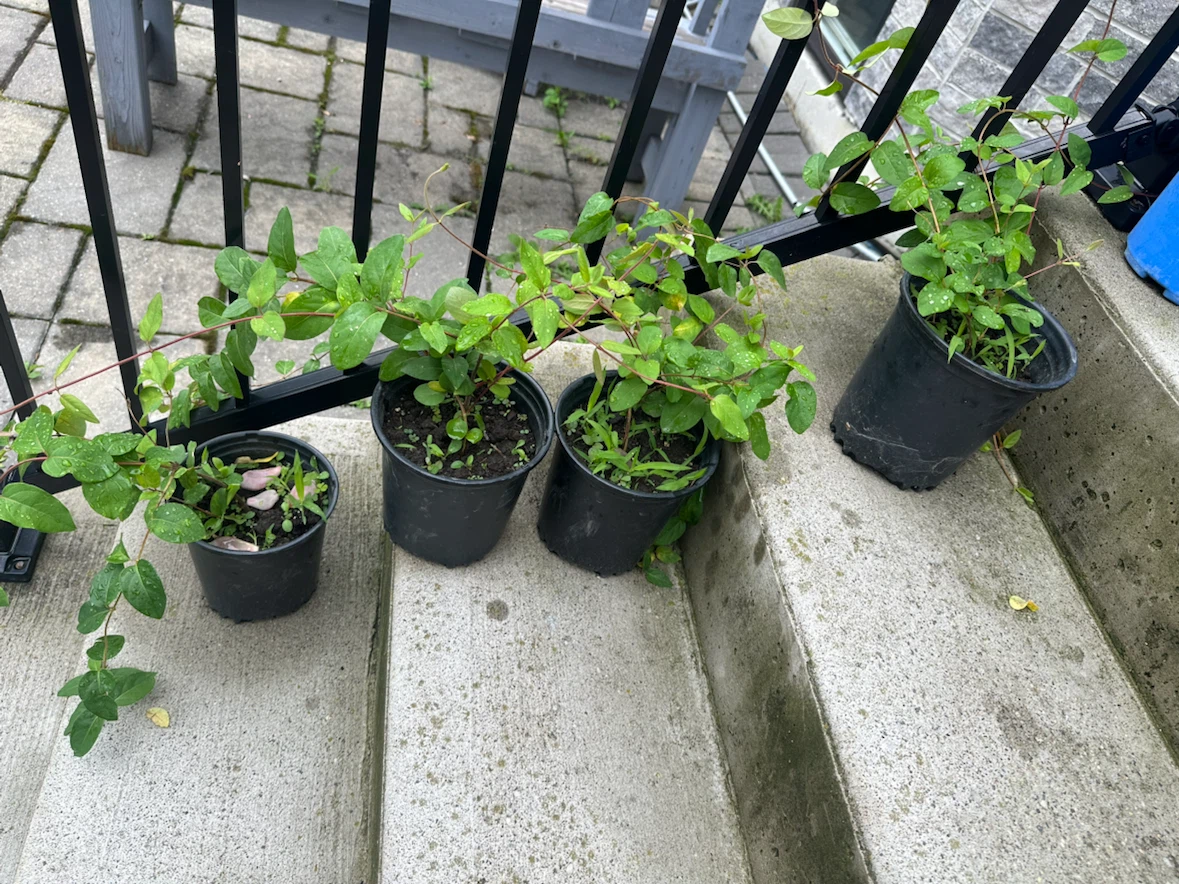 Honeysuckle plants in pots - photo 2