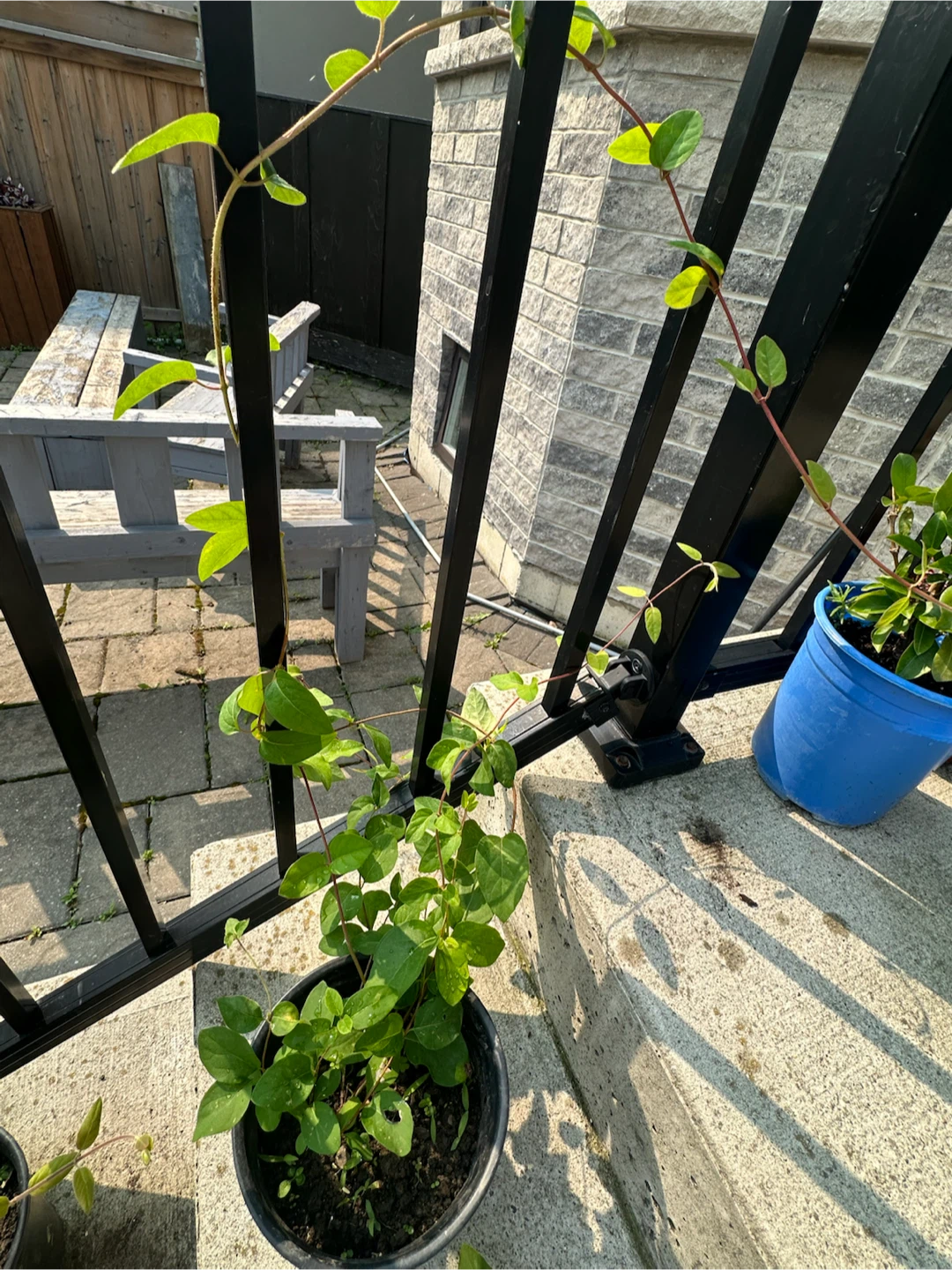 Honeysuckle plants in pots - photo 3