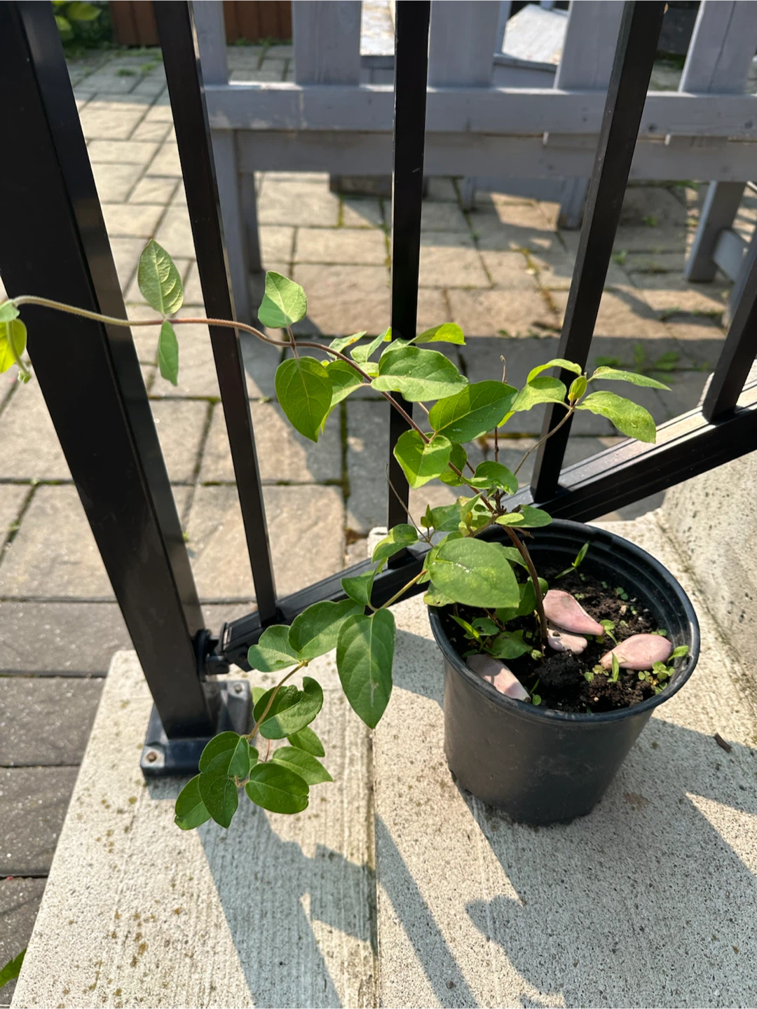 Honeysuckle plants in pots - photo 4