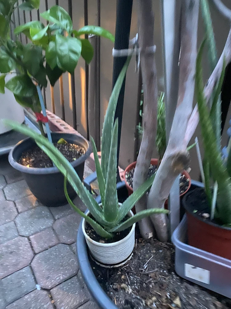Aloe Vera Plant in Pot