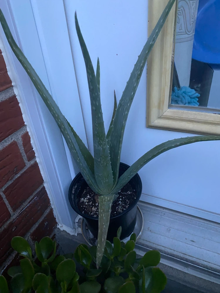 Aloe Vera Plant in Pot - photo 2