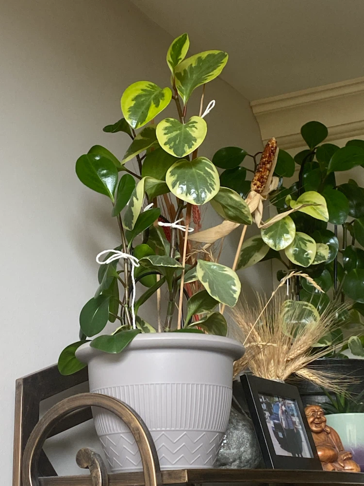Variegated Peperomia Plant in Grey Pot
