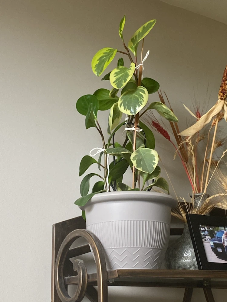 Variegated Peperomia Plant in Grey Pot - photo 2