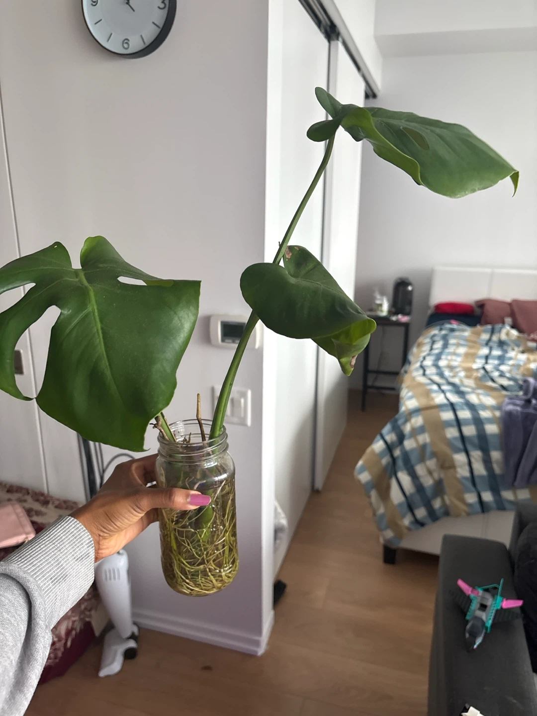 Monstera Plant Cutting with Established Roots