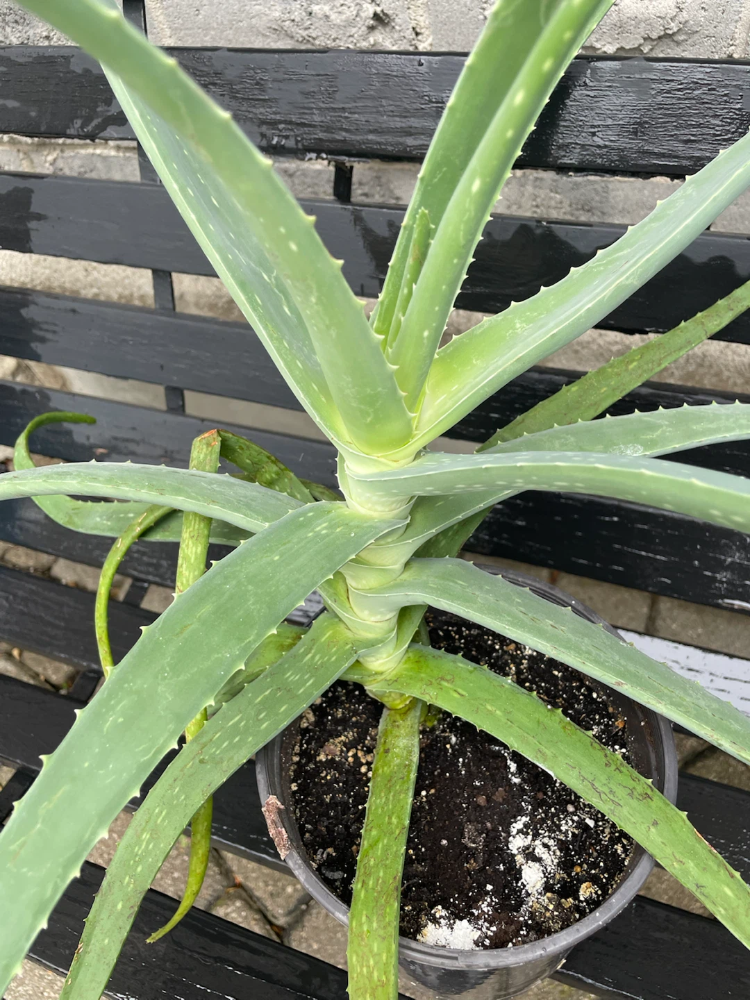 Aloe Vera Plant