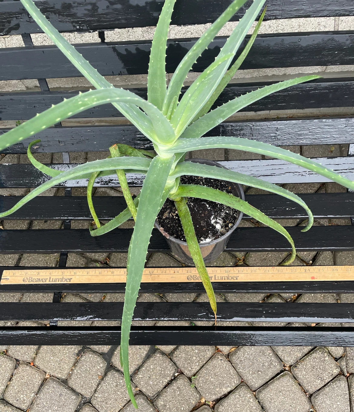 Aloe Vera Plant - photo 2