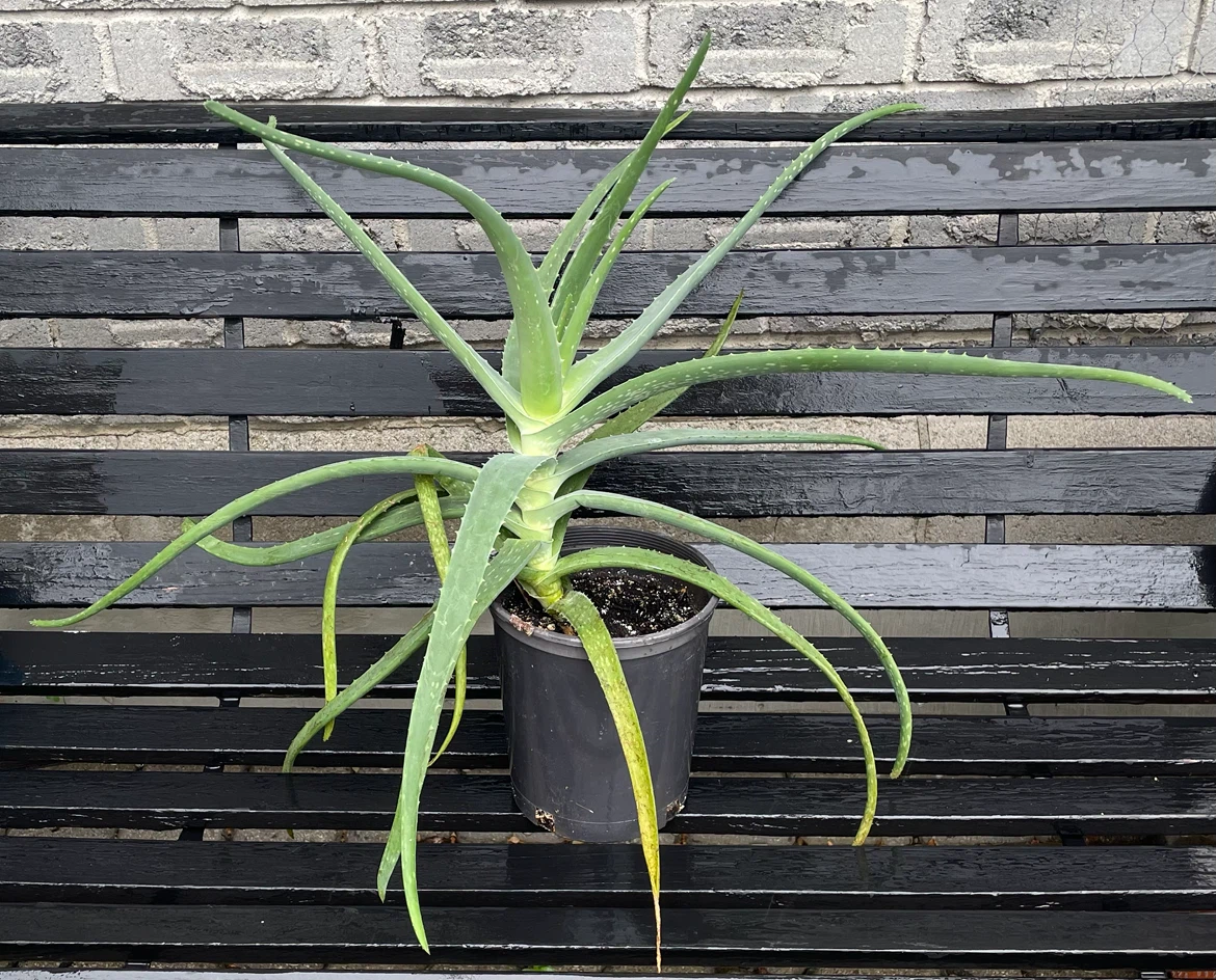 Aloe Vera Plant - photo 3