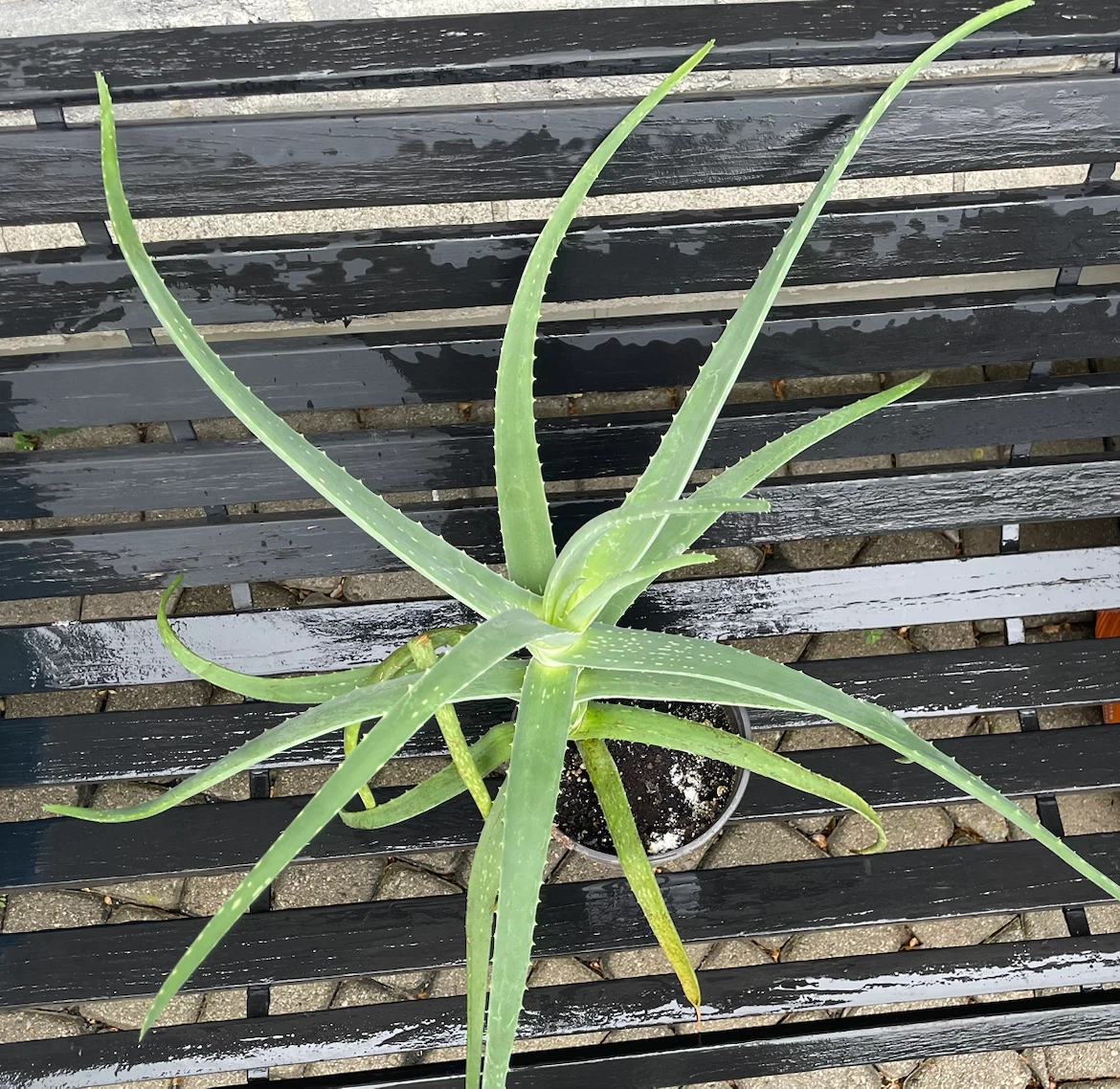 Aloe Vera Plant - photo 4