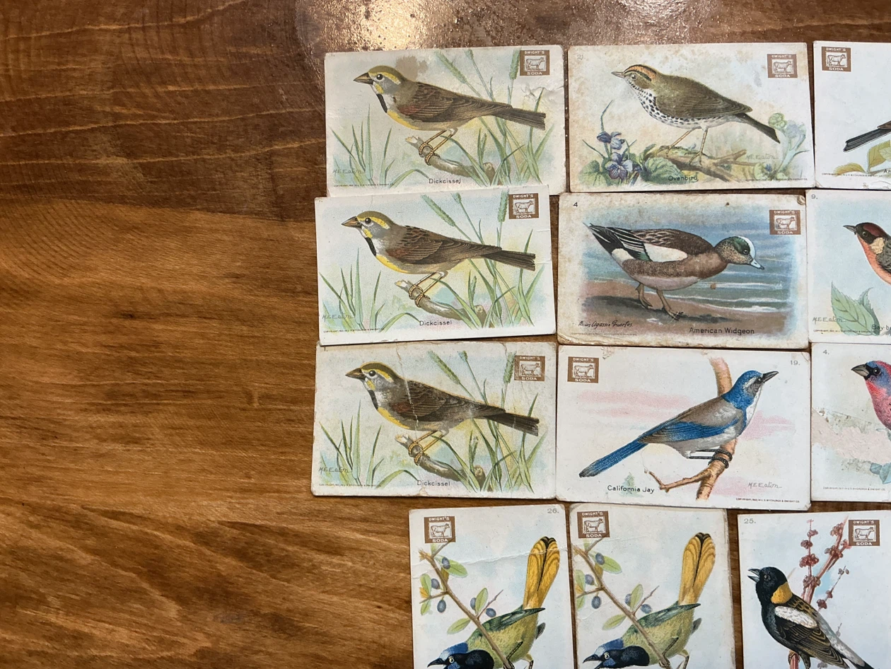 15. 1938 Church & Dwight “USEFUL BIRDS OF AMERICA” Cards - photo 2