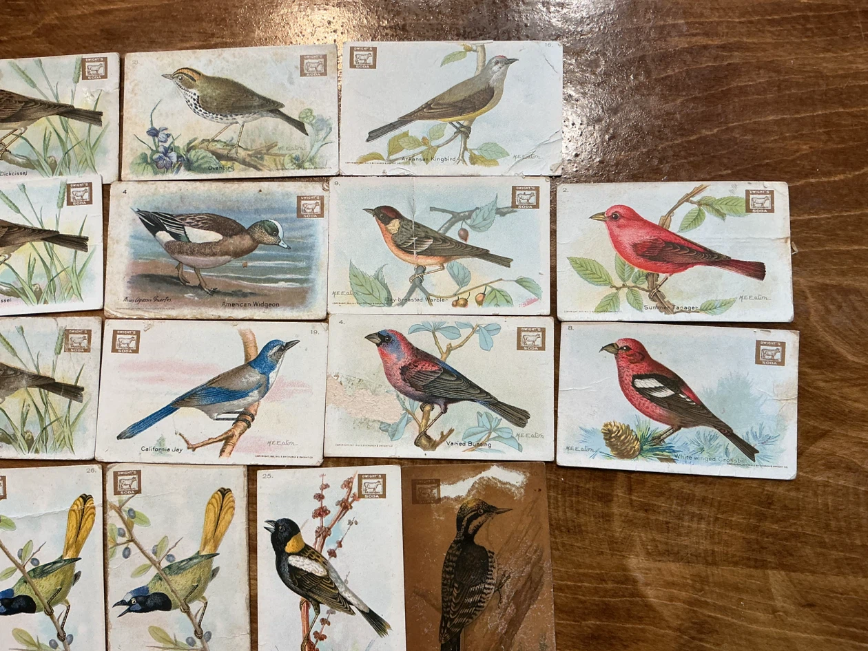 15. 1938 Church & Dwight “USEFUL BIRDS OF AMERICA” Cards - photo 3