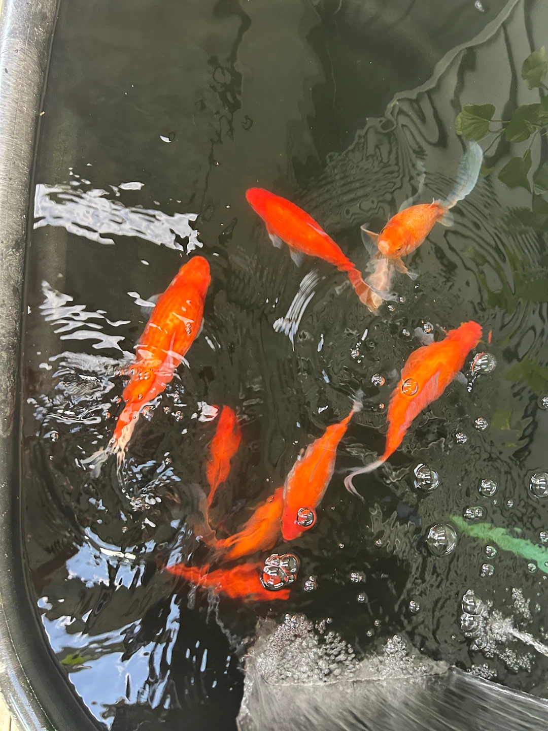Goldfish for sale