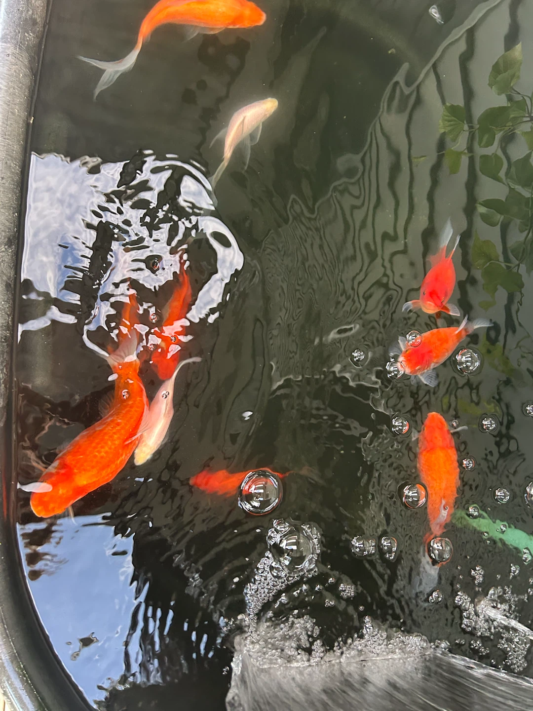Goldfish for sale - photo 2