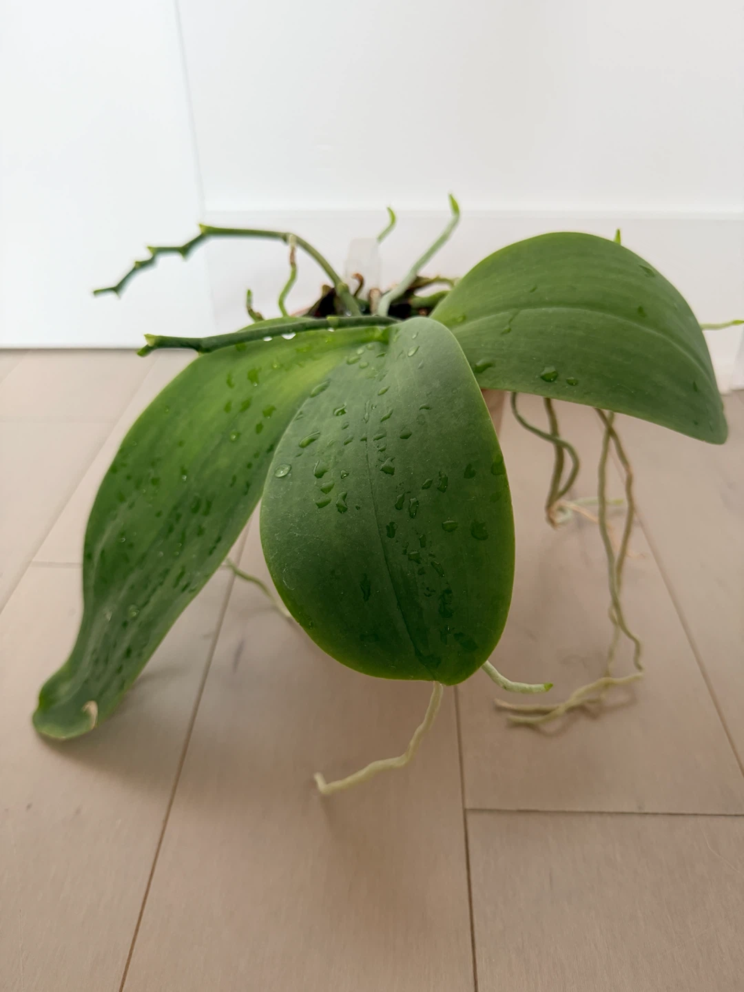 Phalaenopsis Sweet Memory ‘Liodoro’ (Spécimen Mature)