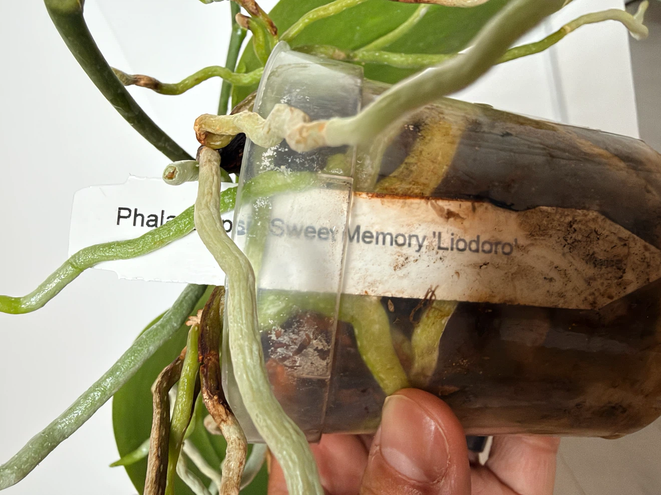 Phalaenopsis Sweet Memory ‘Liodoro’ (Spécimen Mature) - photo 2