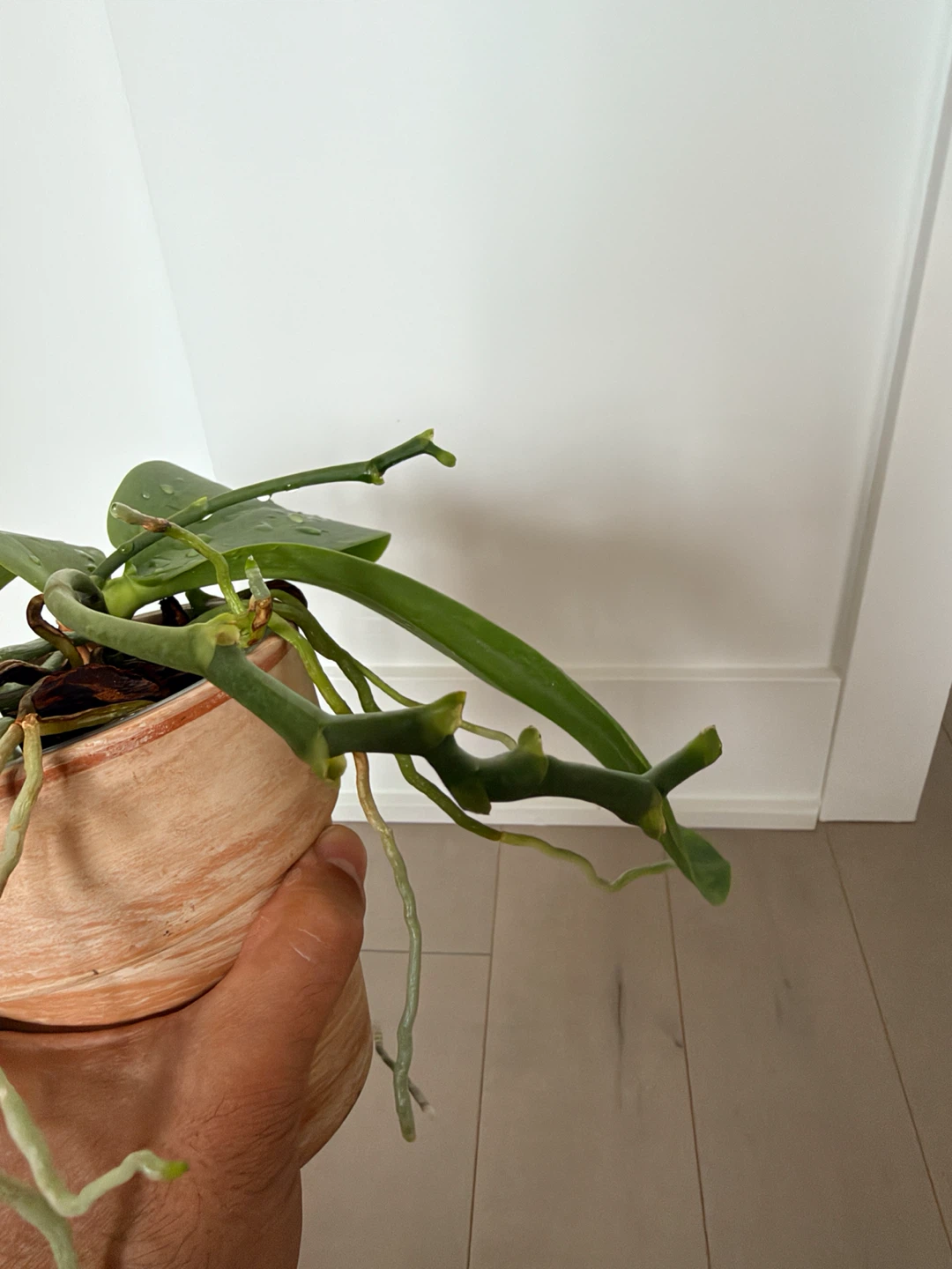 Phalaenopsis Sweet Memory ‘Liodoro’ (Spécimen Mature) - photo 3