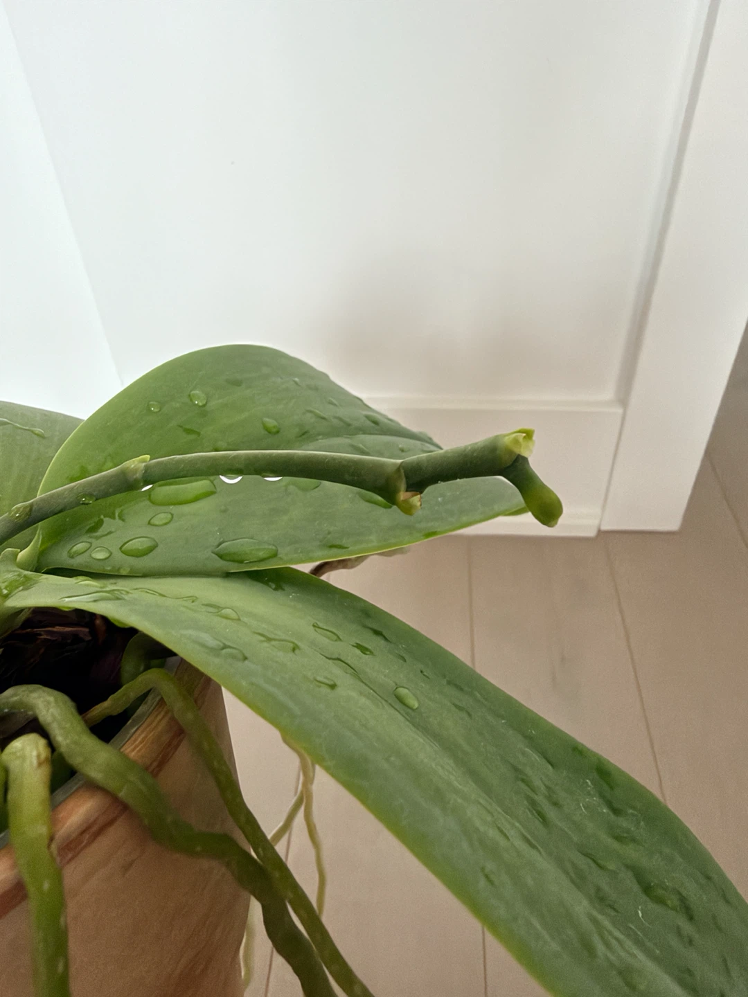 Phalaenopsis Sweet Memory ‘Liodoro’ (Spécimen Mature) - photo 4