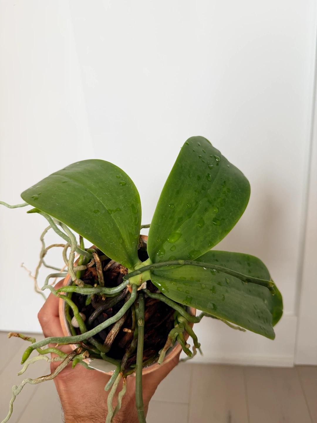 Phalaenopsis Sweet Memory ‘Liodoro’ (Spécimen Mature) - photo 5