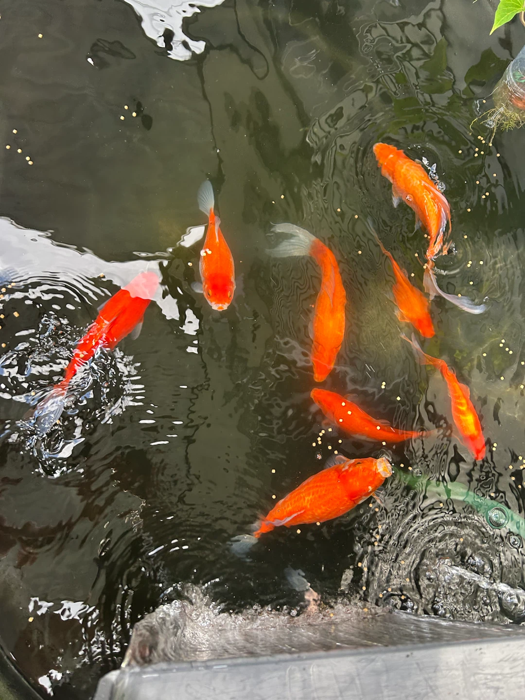 Goldfish for sale - photo 3