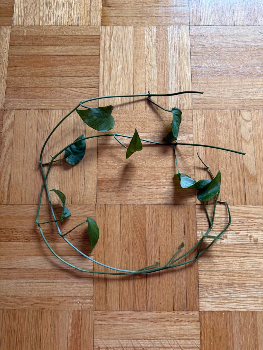 Monstera Plant Cuttings - Long