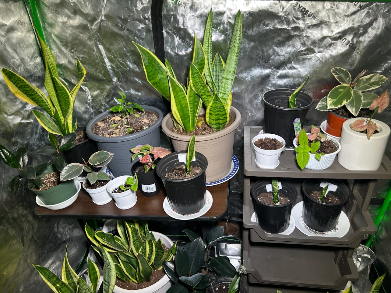 house Plants for sale